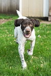 adoptable Dog in minneapolis, MN named Toast