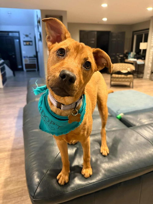 picture of the dog needing adoption