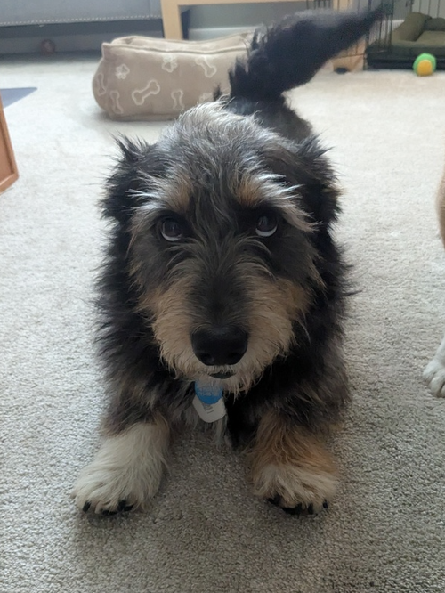 picture of the dog needing adoption