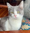 adoptable Cat in minneapolis, MN named Nicole Richie