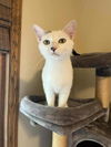 adoptable Cat in , MN named Lucia