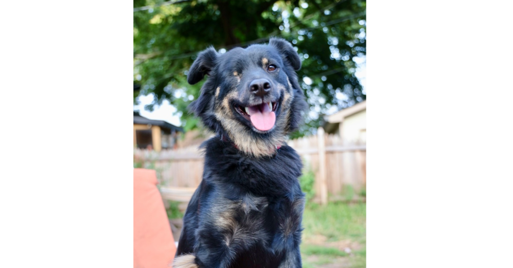 adoptable Dog in Minneapolis, MN named Sneakers ~Foster or Adopter Needed~