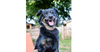 adoptable Dog in minneapolis, MN named Sneakers ~Foster or Adopter Needed~