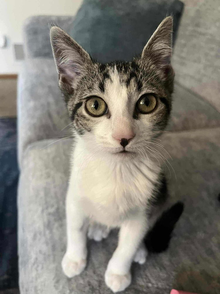 adoptable Cat in Minneapolis, MN named Cookie Dough