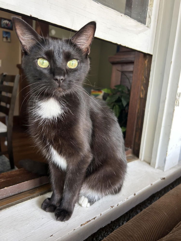 adoptable Cat in Minneapolis, MN named Vienna