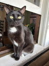 adoptable Cat in minneapolis, MN named Vienna