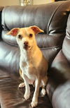 adoptable Dog in  named Fae