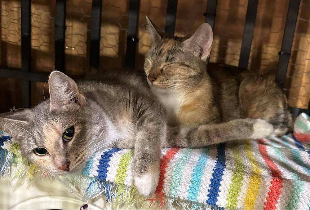 adoptable Cat in Minneapolis, MN named Paris