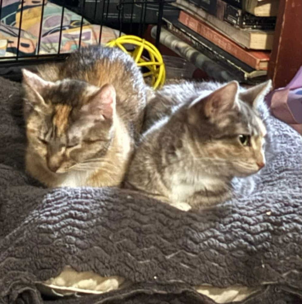 adoptable Cat in Minneapolis, MN named Vivi