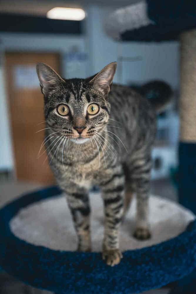 adoptable Cat in Minneapolis, MN named Greta ~Adoption Center Cat~