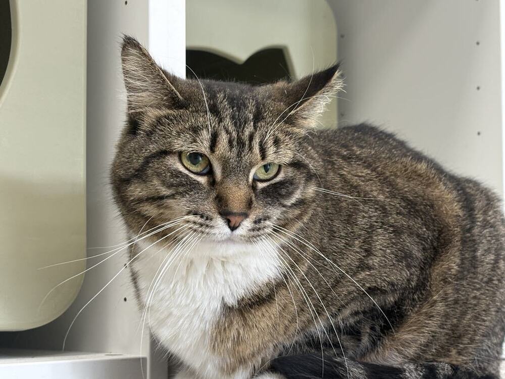 adoptable Cat in Minneapolis, MN named Mildred ~Adoption Center Cat~