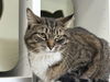 adoptable Cat in  named Mildred ~Adoption Center Cat~