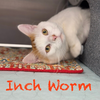 adoptable Cat in minneapolis, MN named Inch Worm ~Adoption Center Cat~