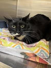 adoptable Cat in minneapolis, MN named Mittens ~Adoption Center Cat~