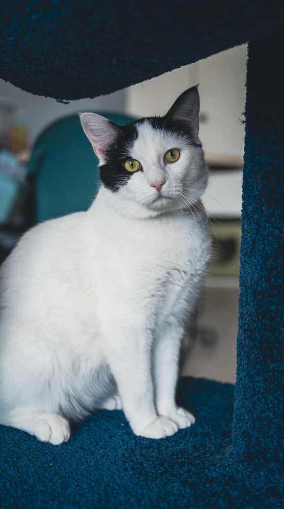 adoptable Cat in Minneapolis, MN named Coast Guard ~Adoption Center Cat~