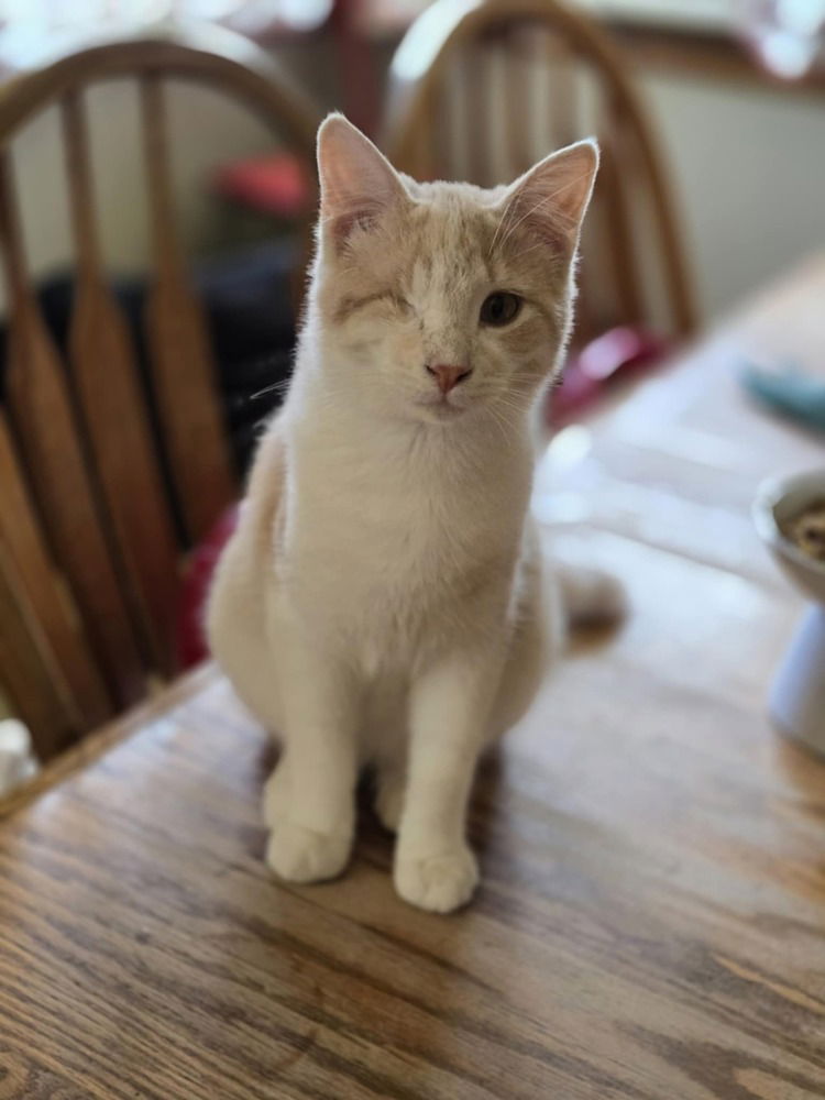 adoptable Cat in Minneapolis, MN named Peanut