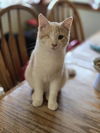 adoptable Cat in  named Peanut