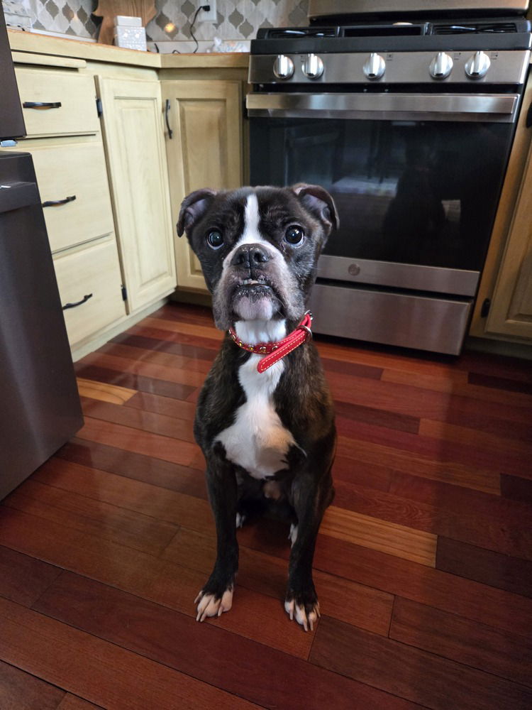 adoptable Dog in Minneapolis, MN named Floyd