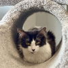 adoptable Cat in , MN named Reese ~Adoption Center Cat~