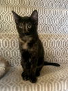 adoptable Cat in minneapolis, MN named Camembert