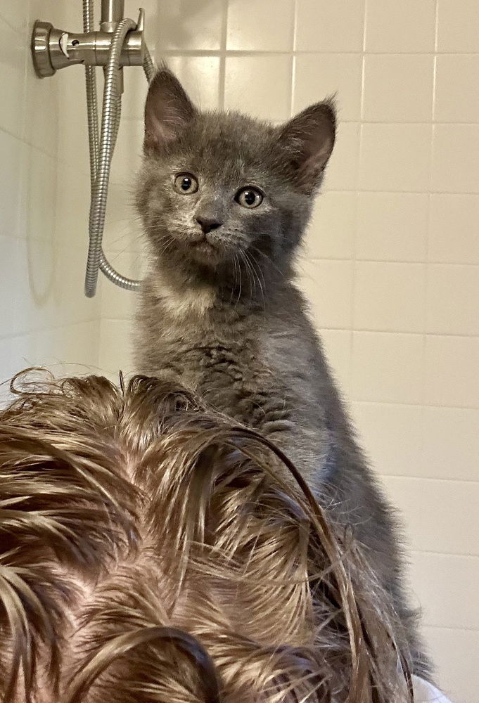 adoptable Cat in Minneapolis, MN named Bleu