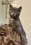adoptable Cat in minneapolis, MN named Bleu