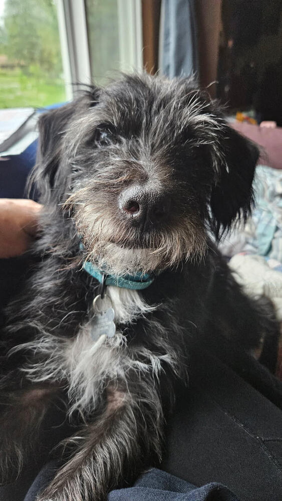 adoptable Dog in Minneapolis, MN named Kai