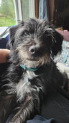 adoptable Dog in  named Kai