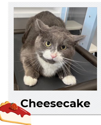 adoptable Cat in Minneapolis, MN named Cheesecake ~Adoption Center Cat~