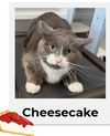 adoptable Cat in minneapolis, MN named Cheesecake ~Adoption Center Cat~