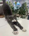 adoptable Cat in , MN named Cheesecake ~Adoption Center Cat~