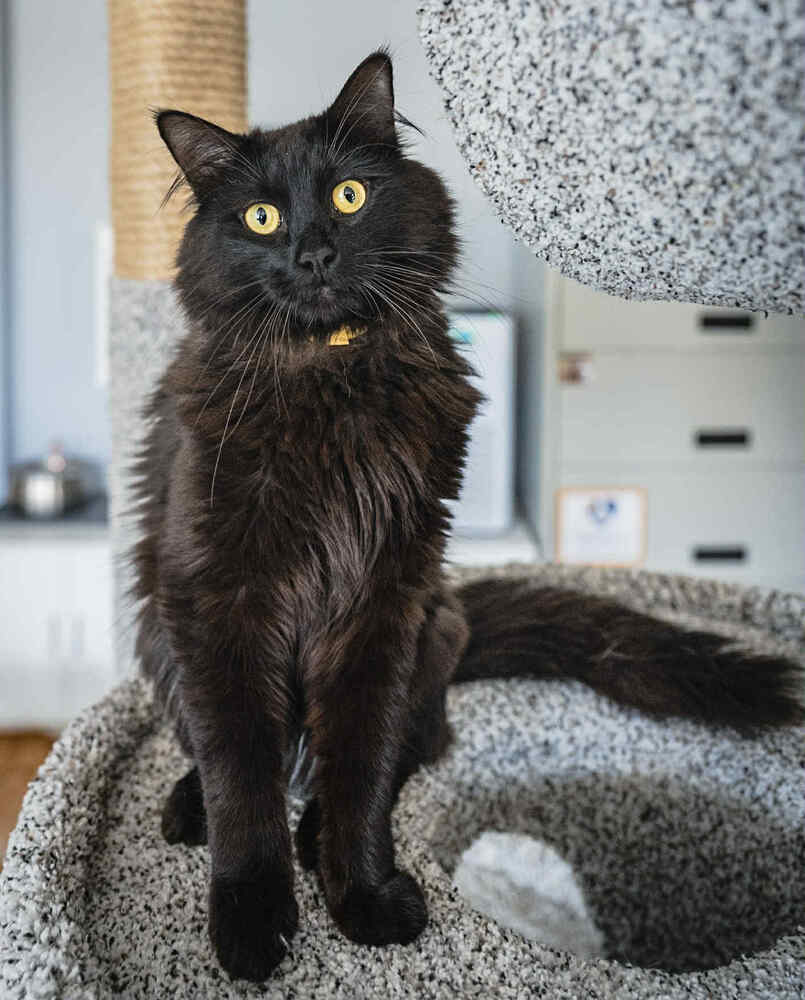 adoptable Cat in Minneapolis, MN named Heron ~Adoption Center Cat~