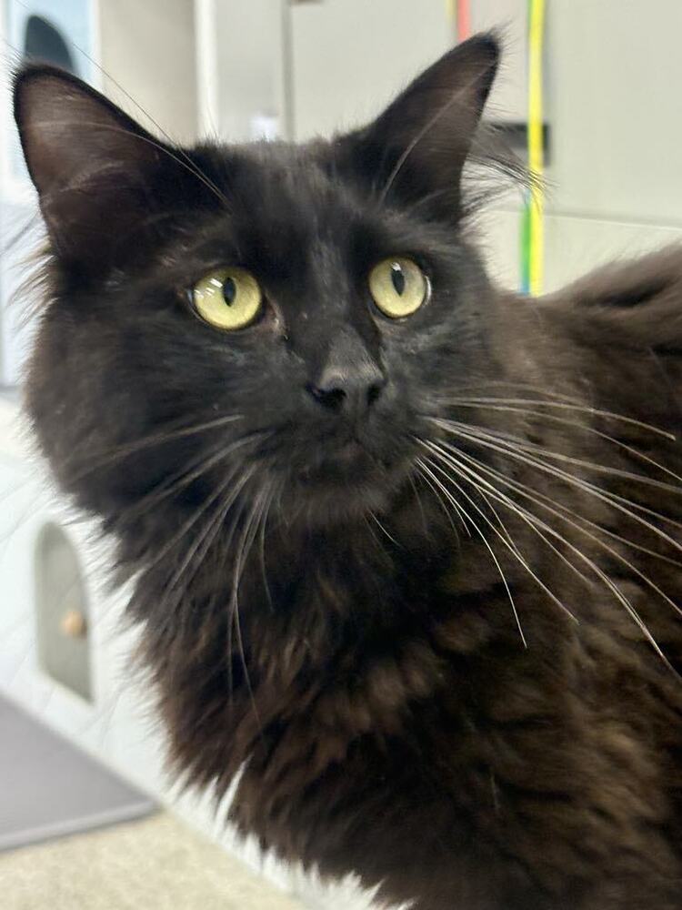 adoptable Cat in Minneapolis, MN named Heron ~Adoption Center Cat~