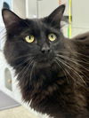 adoptable Cat in , MN named Heron ~Adoption Center Cat~