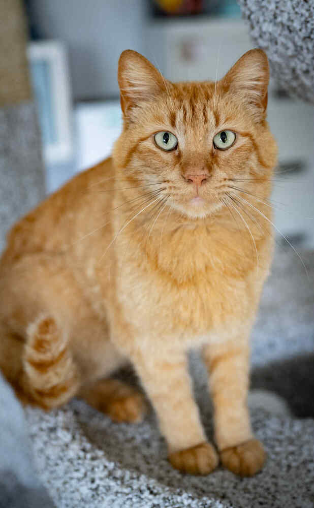adoptable Cat in Minneapolis, MN named Dudley ~Adoption Center Cat~
