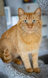 adoptable Cat in  named Dudley ~Adoption Center Cat~