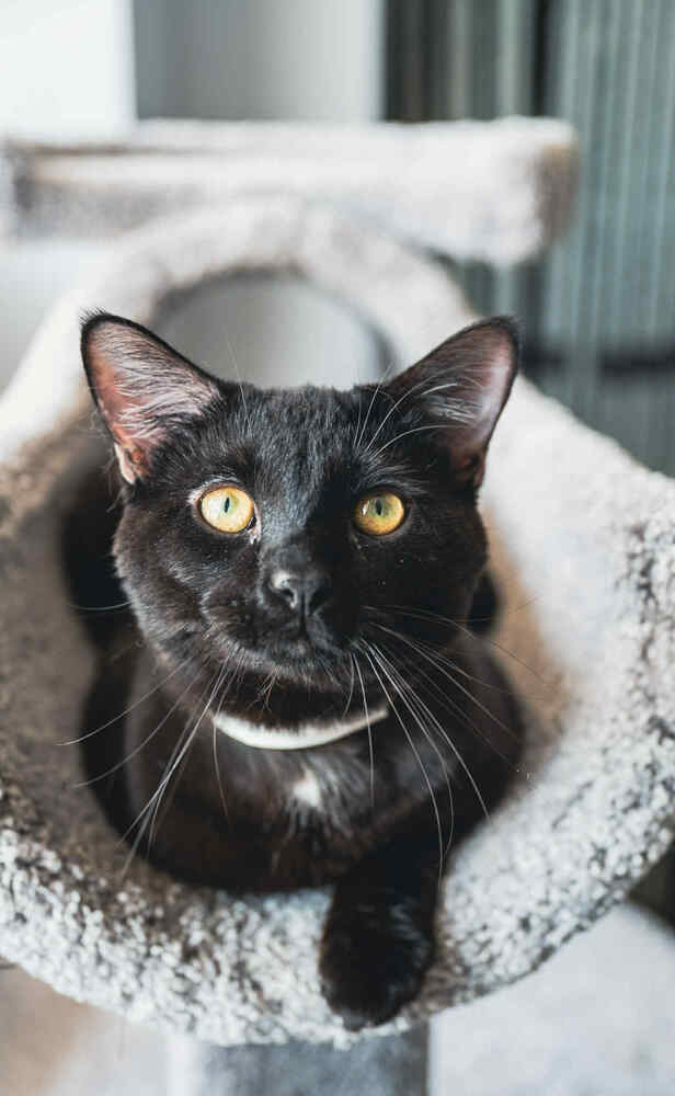 adoptable Cat in Minneapolis, MN named Oliver ~Adoption Center Cat~