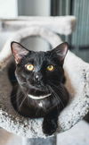adoptable Cat in minneapolis, MN named Oliver ~Adoption Center Cat~