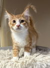 adoptable Cat in  named Lyon