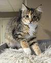 adoptable Cat in minneapolis, MN named Toulouse
