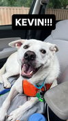 adoptable Dog in  named Kevin
