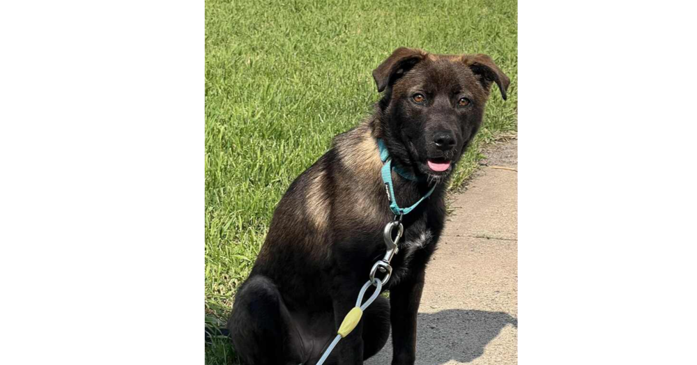adoptable Dog in Minneapolis, MN named Bianca