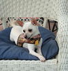 adoptable Dog in  named Farrah