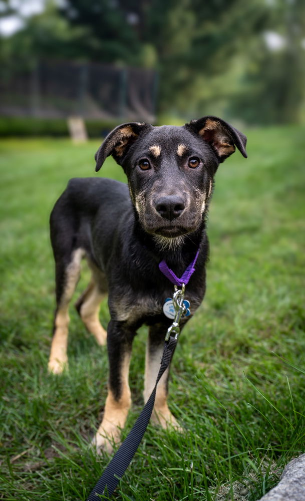 adoptable Dog in Minneapolis, MN named Leo