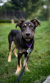 adoptable Dog in  named Leo