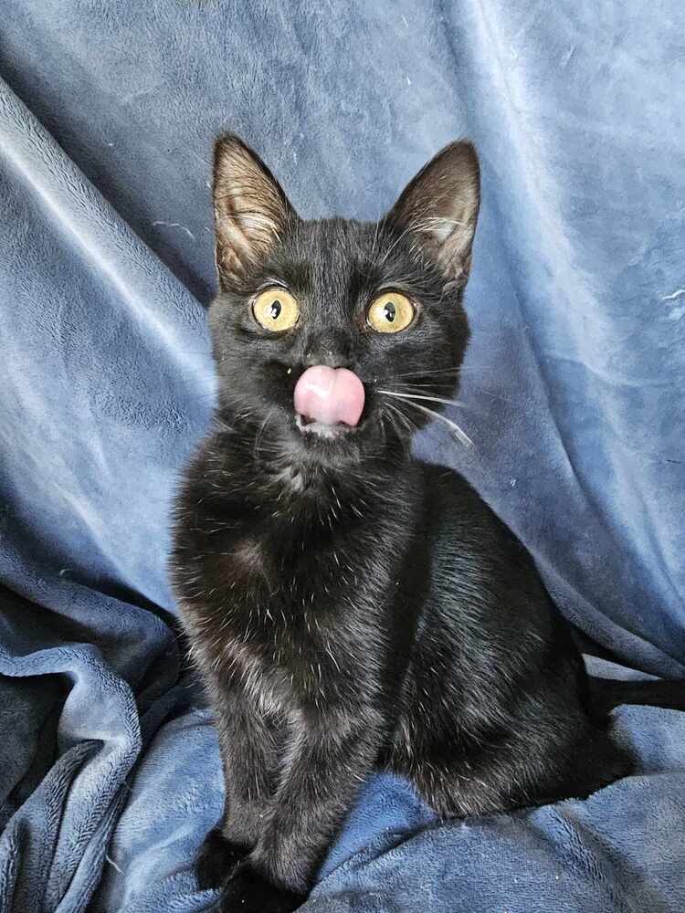 adoptable Cat in Minneapolis, MN named Nephew