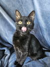 adoptable Cat in minneapolis, MN named Nephew