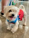 adoptable Dog in minneapolis, MN named Thelma