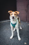 adoptable Dog in minneapolis, MN named Stitch