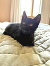 adoptable Cat in minneapolis, MN named Marinara